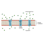 Biology Chapter 3 - Structure and Function of Plasma Membranes